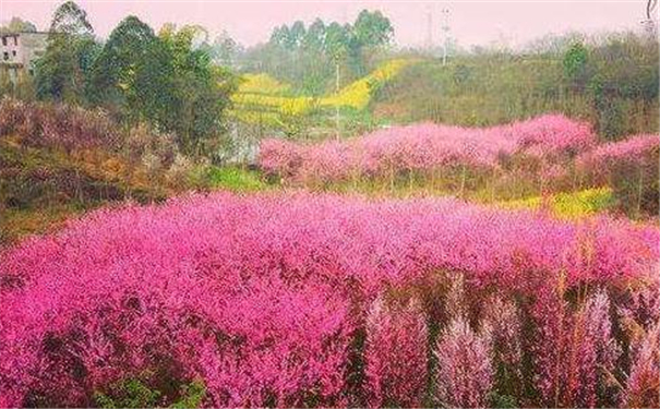 算命起名