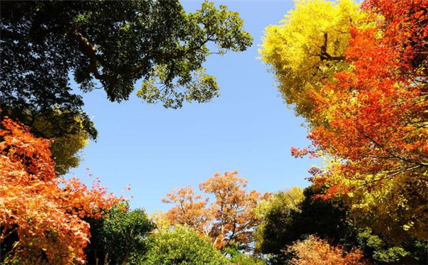 �����������Ƿ����׳���