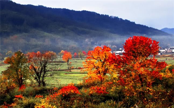 ������С��Ů����������