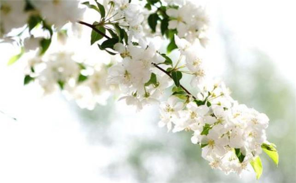 大鱼际掌纹
