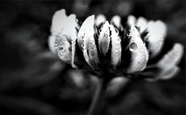 ��Ұ�ĵ����࣬���������Ƶķ�չ