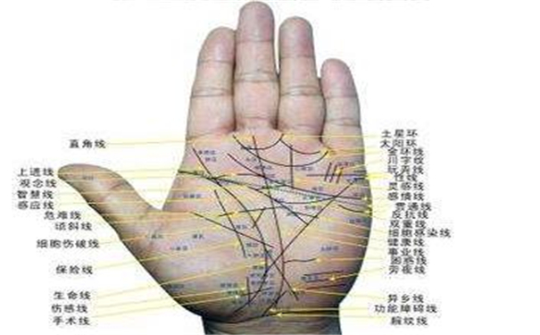 聚财的手相
