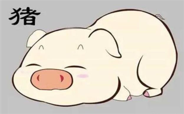 属猪的人