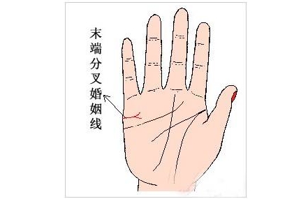 婚姻线分叉