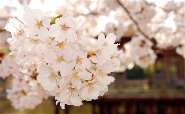 ���˰���ü�������