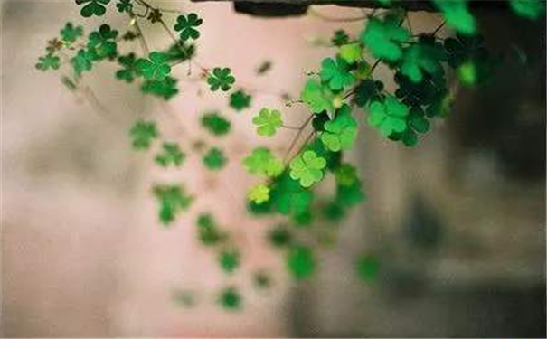 ������������޹����࿴��������