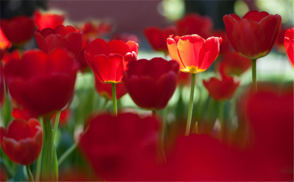 Ů�˳���������������