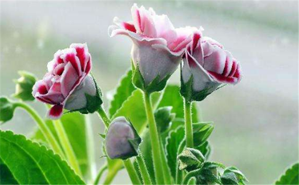 ���˲��Ӷ�ͷԲ���������