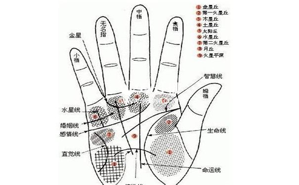 手相女断掌