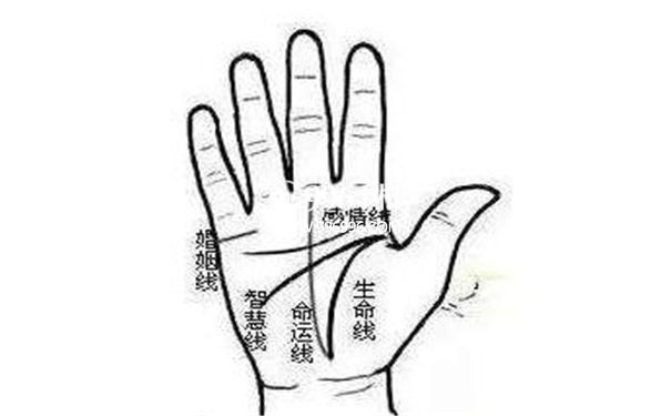 手指箕纹意义