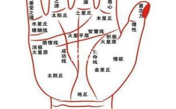手指蹄状纹