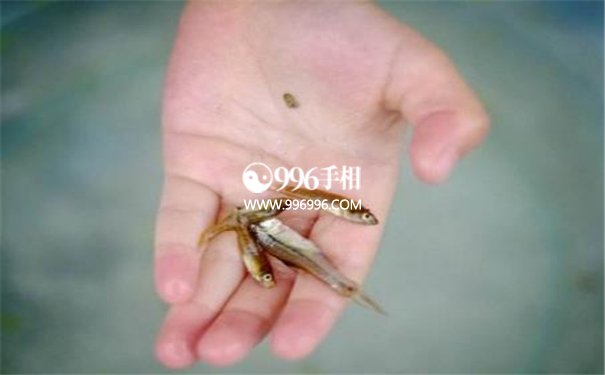 烂桃花的手相