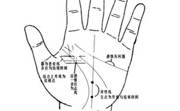 手掌特征