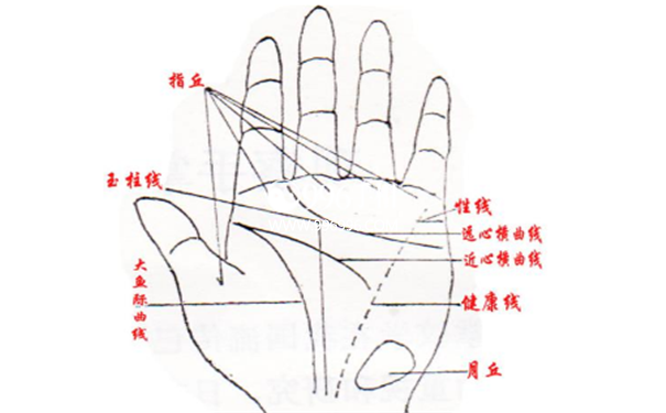 手掌艮宫看疾病