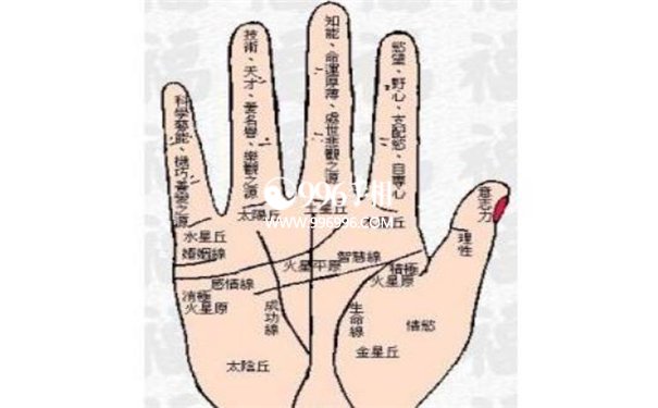 女性手相