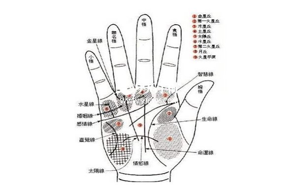 凤尾纹手相